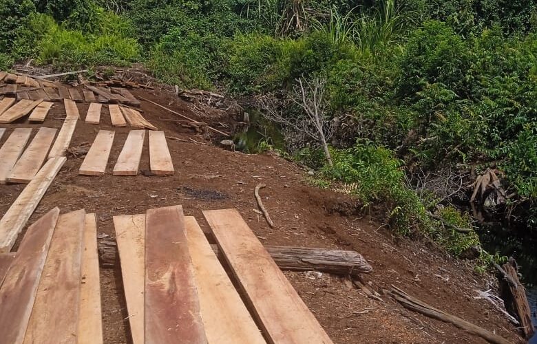 Diduga Terorganisir, Kayu Hutan Lindung Mengalir dari Rantau Bakung Inhu, Siapa Bermain?