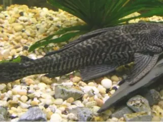 Ikan sapu-sapu (dok. Wikipedia)