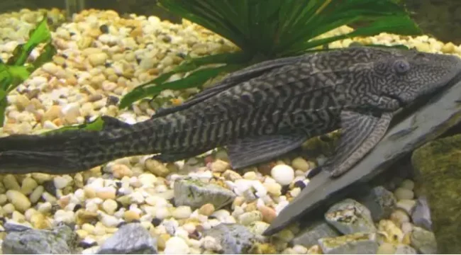 Ikan sapu-sapu (dok. Wikipedia)