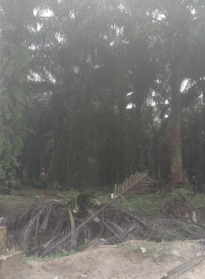 
					Lahan Negara ‘Dikuasai’, Wibawa Negara Dipertaruhkan, Polres Inhil Diminta Bertindak Tegas