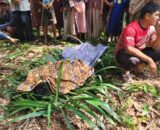 Warga Sikabau Geger, Pria Muda Ditemukan Gantung Diri di Kebun Karet