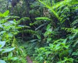 Puluhan Tahun Masyarakat Menjerit Angkut Hasil Kebun Berjalan Kaki, Berharap Bantuan Pemerintah Dengan Pembangunan Jalan
