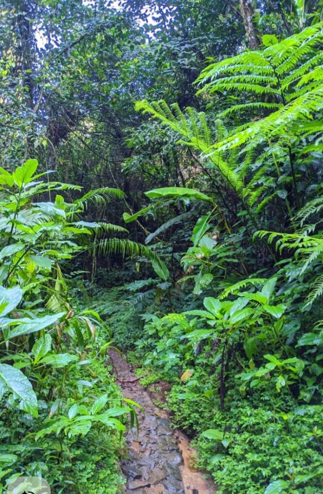 
					Puluhan Tahun Masyarakat Menjerit Angkut Hasil Kebun Berjalan Kaki, Berharap Bantuan Pemerintah Dengan Pembangunan Jalan