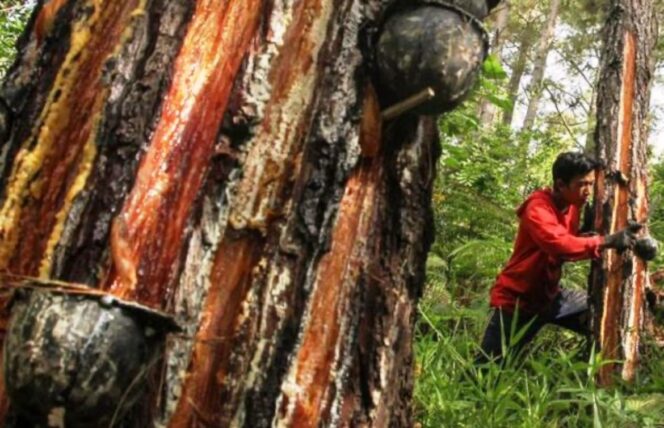 
					Warga Soroti Usulan PBPH Getah Pinus PT JMI, Akses Hidup Lokal Terancam?