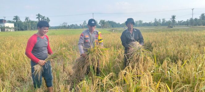 
					Giat Panen Padi, Mendukung Program Asta Cita, Dalam Rangka Ketahanan Pangan Nasional di desa Pulau Kecil Reteh