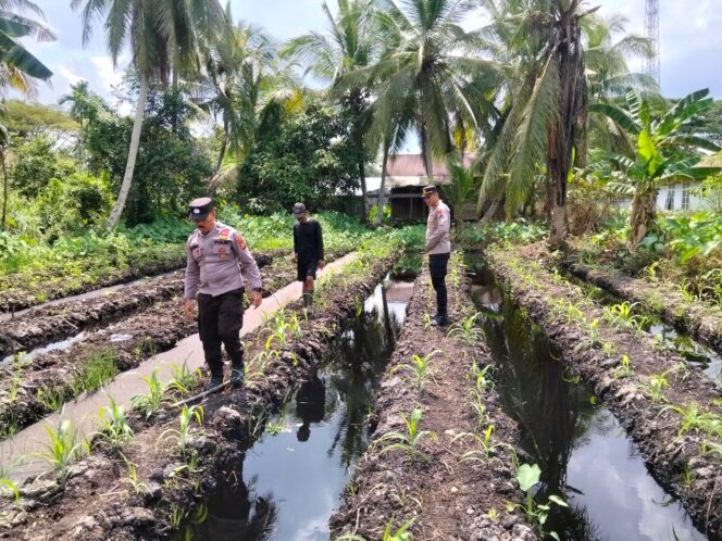 
					Polsek Pelabuhan Tembilahan Tinjau Perkembangan Tanaman Jagung, Program Ketahanan Pangan di Pekan Arba