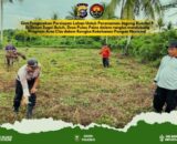 Dukung Ketahanan Pangan, Polsek Tembilahan Hulu Cek Kesiapan Lahan Jagung Kuartal II di Desa Pulau Palas