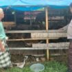 Polsek Sungai Batang melalui Bhabinkamtibmas Desa Benteng Barat ketika mengecek kesiapan Asta Cita Ketahanan Pangan. (Dok. Istimewa)
