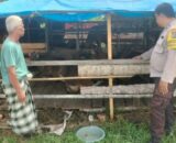Sinergi Polri dan Masyarakat, Polsek Sungai Batang dukung Peternakan Sapi di inhil