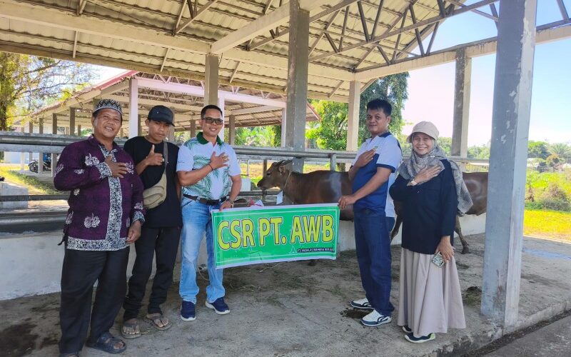 PT AWB Tebar 13 Ekor Sapi Kurban di Dharmasraya, Wujud Syukur dan Berbagi di Idul Adha 2026