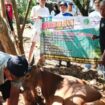 Kurban hewan sapi Jam’iyah Singapore dan BKPRMI DKI Jakarta. (Dok. Istimewa)