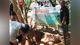 Kurban hewan sapi Jam’iyah Singapore dan BKPRMI DKI Jakarta. (Dok. Istimewa)