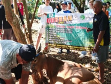 Kurban hewan sapi Jam’iyah Singapore dan BKPRMI DKI Jakarta. (Dok. Istimewa)