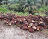 Diduga Curi Buah Sawit di Kebun PT. APN, Humas Laporkan ke Polsek Keritang