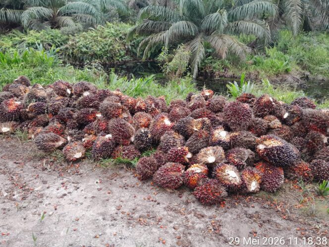 
					Diduga Curi Buah Sawit di Kebun PT. APN, Humas Laporkan ke Polsek Keritang