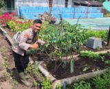 Bhabinkamtibmas Polsek Pelangiran Pantau Perkembangan Tanaman Terong dan Cabai di Desa Tagagiri Tama Jaya