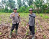 Dukung Asta Cita Ketahanan Pangan, Polsek Kuindra Cek Lahan Jagung Hibrida 2 Hektar di Tanjung Lajau