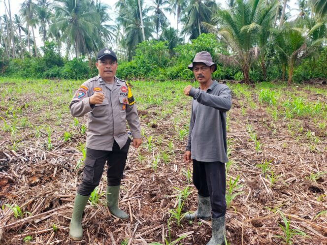 
					Dukung Asta Cita Ketahanan Pangan, Polsek Kuindra Cek Lahan Jagung Hibrida 2 Hektar di Tanjung Lajau