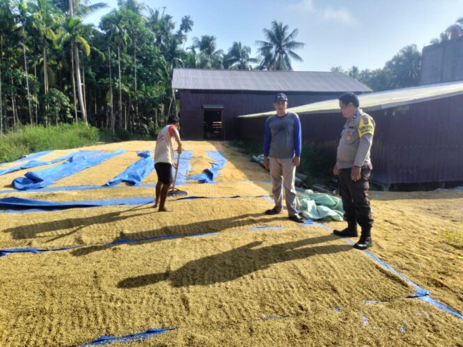 
					Babinkamtibmas Benteng Barat Polsek Benteng Aipda Doci Cinta Petani, Jemur Padi Dukung Ketahanan Pangan