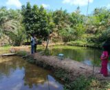 Sambang ke Kolam Ikan Nila, Bhabinkamtibmas Polsek Kelayang Perkuat Ketahanan Pangan di Desa Kota Medan