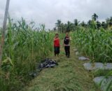 Bhabinkamtibmas Polsek Tembilahan Rutin Cek Tanaman Jagung Warga