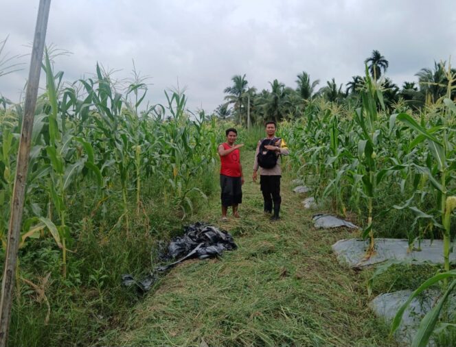 
					Bhabinkamtibmas Polsek Tembilahan Rutin Cek Tanaman Jagung Warga