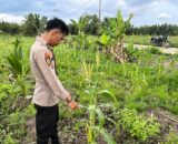 Dukung Asta Cita, Polsek Kuindra Pantau Progres Tanaman Jagung di Desa Teluk Dalam