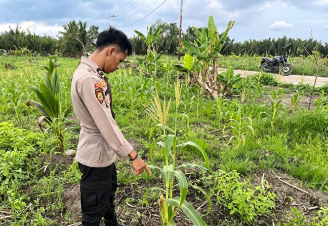 
					Dukung Asta Cita, Polsek Kuindra Pantau Progres Tanaman Jagung di Desa Teluk Dalam