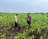 Dukung Ketahanan Pangan, Polsek Sungai Batang Cek Perkembangan Lahan Jagung di Kelurahan Benteng