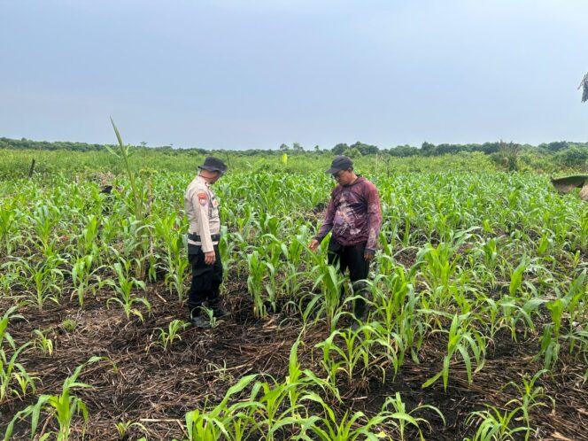 
					Dukung Ketahanan Pangan, Polsek Sungai Batang Cek Perkembangan Lahan Jagung di Kelurahan Benteng