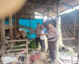 Dukung Swasembada Pangan, Personil KSKP Polres Inhil Berikan Penyuluhan Kiat Sukses ke Peternak Sapi