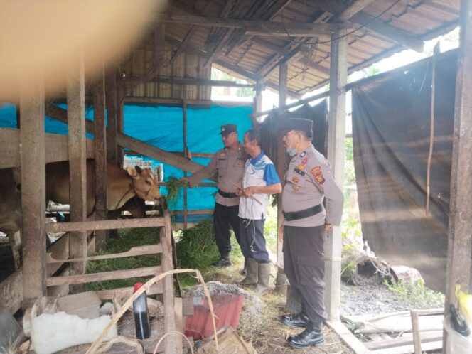 
					Dukung Swasembada Pangan, Personil KSKP Polres Inhil Berikan Penyuluhan Kiat Sukses ke Peternak Sapi