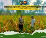 Dukung Asta Cita, Polsek Tembilahan Hulu Pantau Kesiapan Panen Jagung di Pekan Kamis
