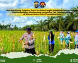 Polsek Tembilahan Hulu Gelar Panen Raya Jagung di Desa Sialang Panjang