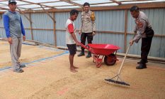 Kanit Samapta Polsek Sungai Batang dan Babinkamtibmas Benteng Utara Sambangi Petani Jemur Padi