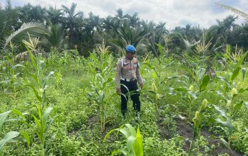 Polsek Kuindra Pantau Pertumbuhan Jagung Program Asta Cita di Desa Teluk Dalam