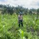 Polsek Kuindra Pantau Pertumbuhan Jagung Program Asta Cita di Desa Teluk Dalam