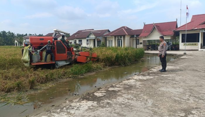Polsek Sungai Batang Bersama Warga Panen Padi Lahan Polsek, Dukung Ketahanan Pangan