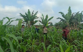 Aiptu Rudi J Kanit Binmas Polsek Sungai Batang Cek Perkembangan Tanaman Jagung di Kelurahan Benteng