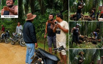 Gerombolan Nasrun Sitepu Masih Berlanjut Melakukan Penjarahan di Kebun Agrinas Rakit Kulim