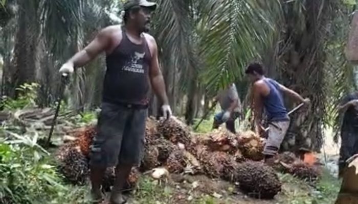 Usai Menjarah TBS, Gerombolan Nasrun Sitepu dan Lutfi Aniaya Dua Pekerja PT Pancawaskita Mitra Agrinas