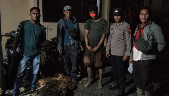 Diduga Curi Empat Tandan Sawit Milik Perusahaan, Seorang Pemuda Diamankan di Pinangsori