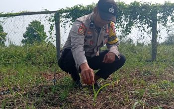 Bhabinkamtibmas Polsek Kuindra Pantau Progres Tanaman Jagung di Desa Tanjung Melayu