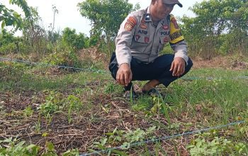 Polsek Kuindra Pantau Progres Perkebunan Jagung Program Ketahanan Pangan di Desa Tanjung Melayu