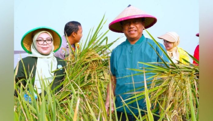 Senyum Semringah Munjirin: Panen Padi di Cakung, Urban Farming Bali Lestari Hasilkan 10 Ton Gabah