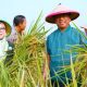 Senyum Semringah Munjirin: Panen Padi di Cakung, Urban Farming Bali Lestari Hasilkan 10 Ton Gabah