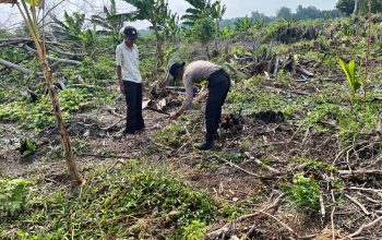 Polsek Kuindra Pantau Perkembangan Tanaman Jagung Ketahanan Pangan Program Asta Cita di Kelurahan Sapat