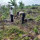 Polsek Kuindra Pantau Perkembangan Tanaman Jagung Ketahanan Pangan Program Asta Cita di Kelurahan Sapat