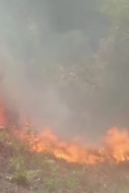 Masyarakat TBL Menangis Atas Tragedi Kebakaran Ribuan Pohon Cengkih Bupati Pulau Taliabu, Sashabila Widya Lufitalia Mus Malah Asik Tinggal Di Jakarata